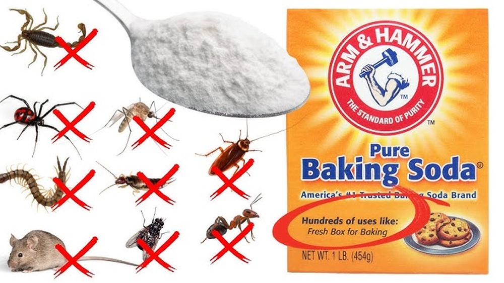 Can Baking Soda Kill Cockroaches Safe Ways To Use It: Effective & Natural Solutions
