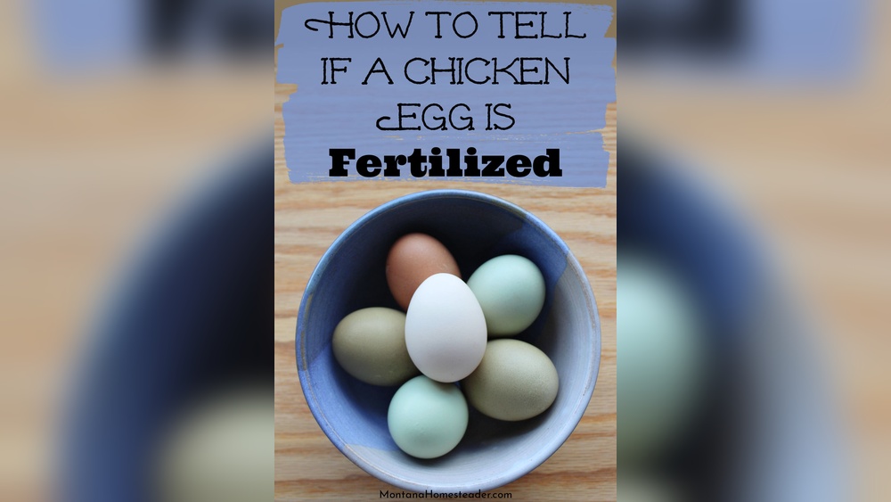 How Can You Tell If A Chicken Egg Is Bad: Easy Tips to Know Fast
