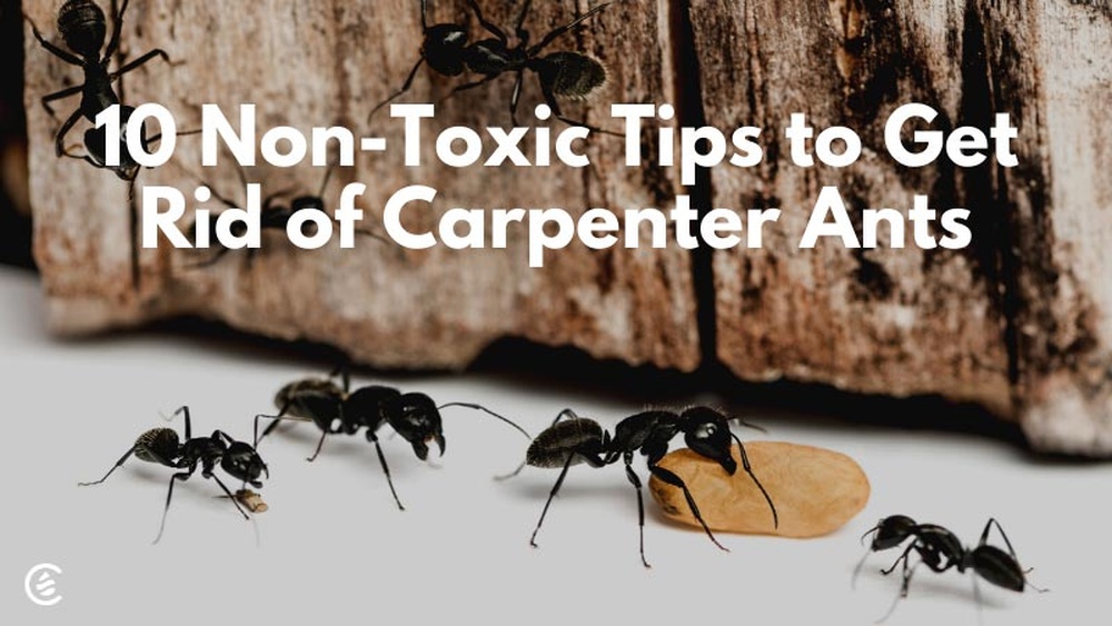 How Do You Get Rid Of Black Ants In The Kitchen: Easy & Effective Tips